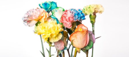 Color Changing Carnations Image