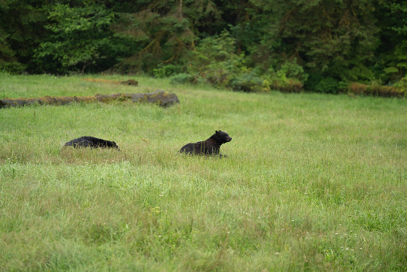 Bears running through a fiel